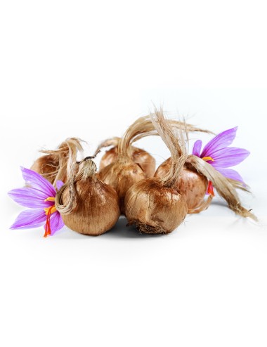 Saffron bulbs 500 g