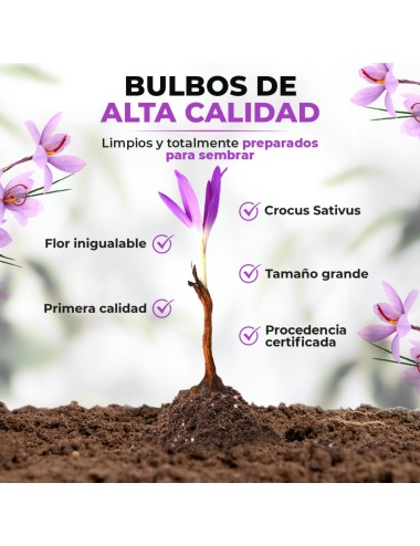 Bulbos de azafrán