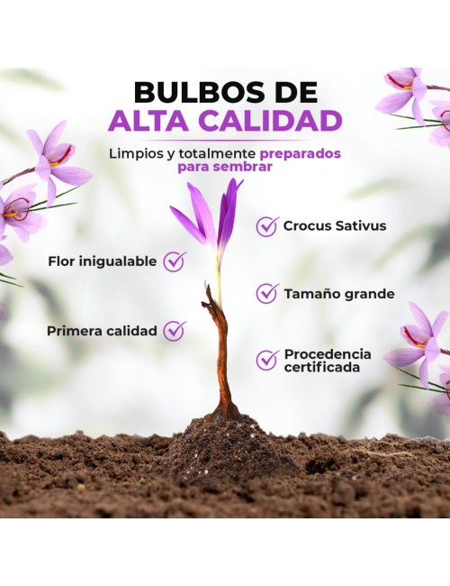 Bulbos de azafrán Bolsa 500 gr