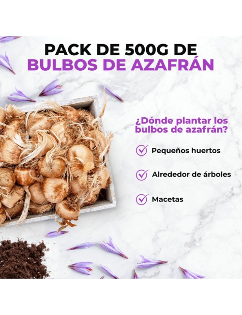 Bulbos de azafrán Bolsa 500 gr