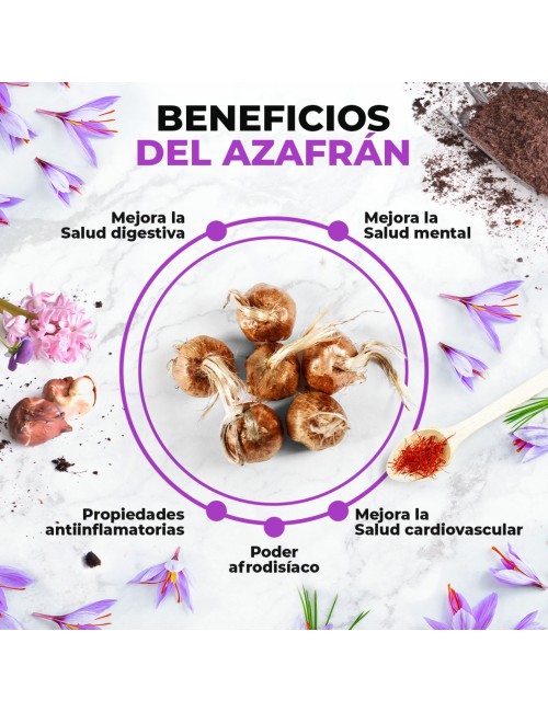 Bulbos de azafrán Bolsa 500 gr