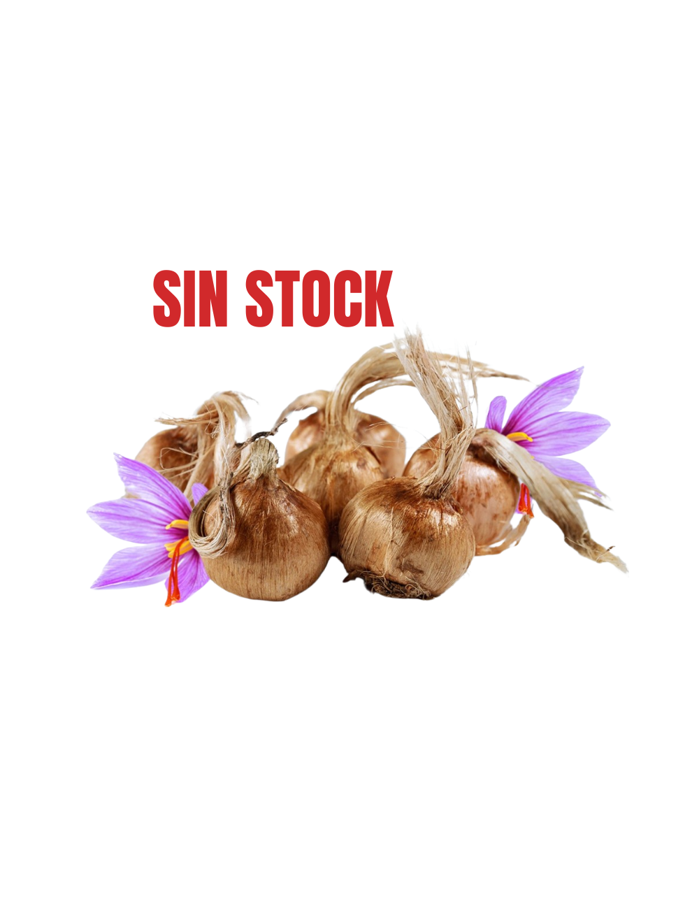 Saffron bulbs 500 g