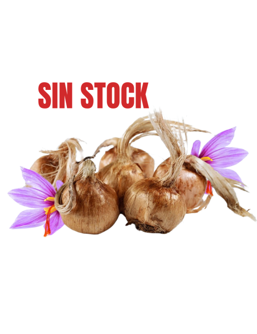 Saffron bulbs 500 g