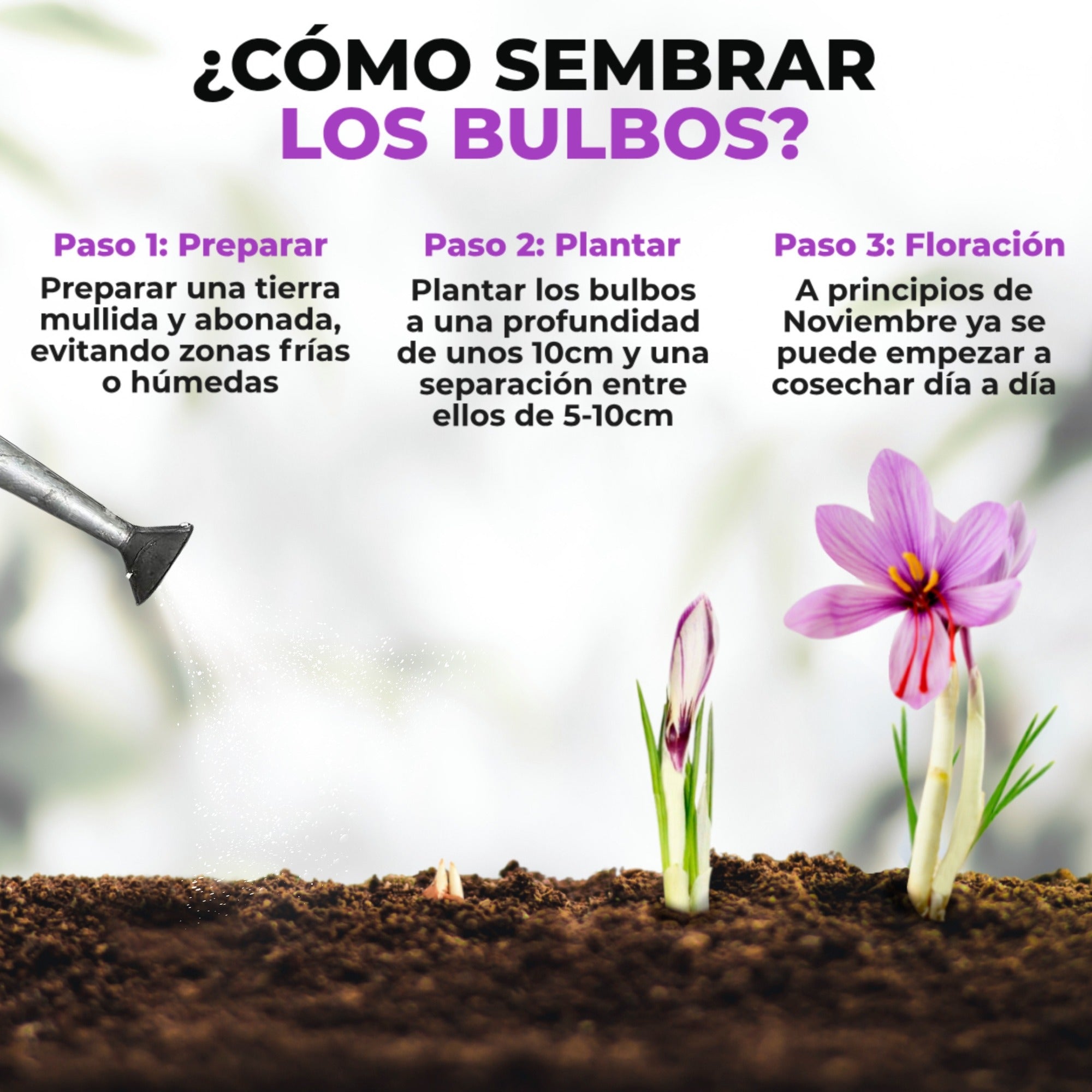 Cómo sembrar bulbos de azafrán en casa (de forma fácil y paso a paso)