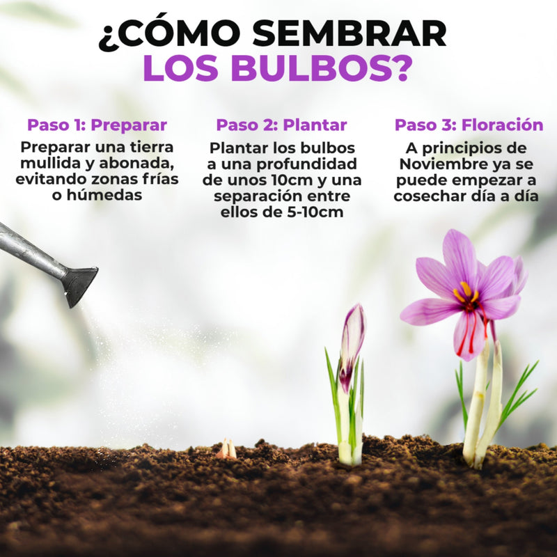 Cómo sembrar bulbos de azafrán en casa (de forma fácil y paso a paso)