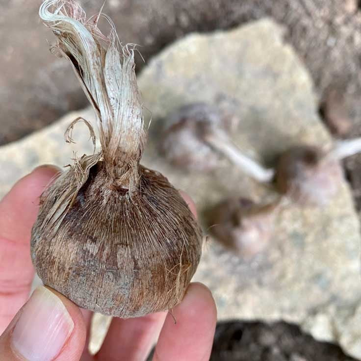 Siembra de bulbos de azafrán