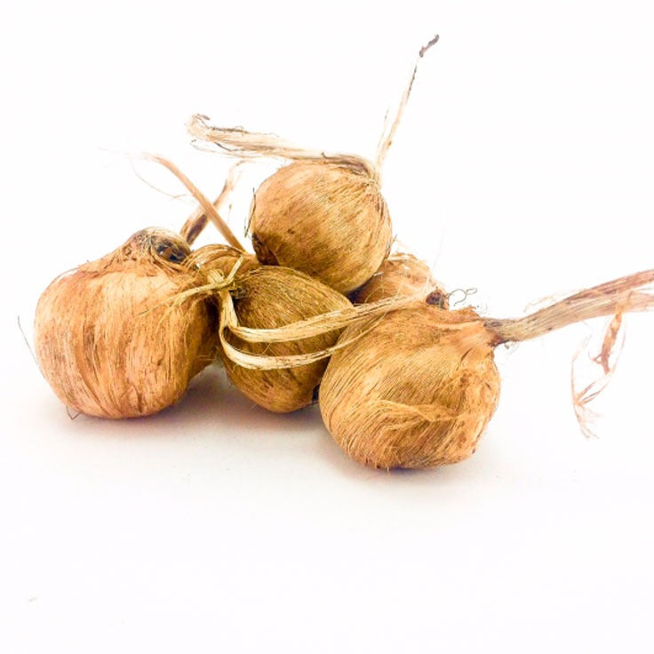 Cómo plantar bulbos de azafrán