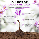 Bulbos de azafrán Bolsa 500 gr - AGOTADOS