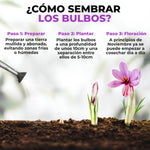 Bulbos de azafrán Bolsa 500 gr - AGOTADOS