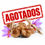 Bulbos de azafrán Bolsa 500 gr (30-35 unidades)
