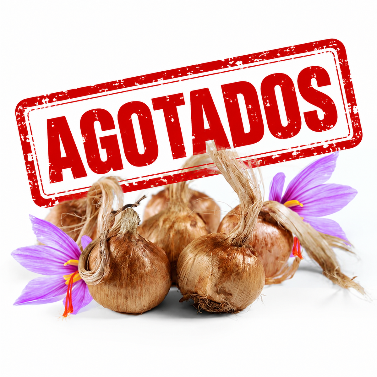 Bulbos de azafrán Bolsa 500 gr (30-35 unidades)