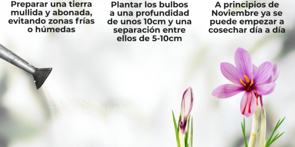 Cómo sembrar bulbos de azafrán en casa (de forma fácil y paso a paso)